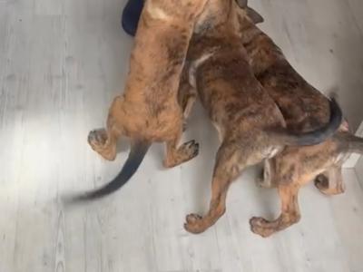 Top quality Belgian Malinois puppies in Laois