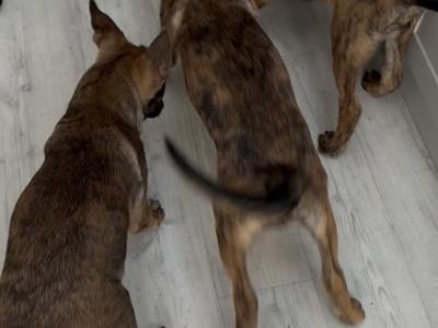 Top quality Belgian Malinois puppies in Laois