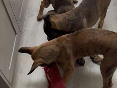 Top quality Belgian Malinois puppies in Laois