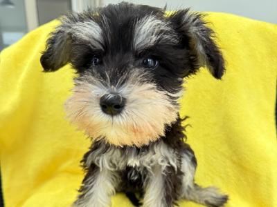 Beautiful IKC Registered miniature Schnauzer puppies in Greystones