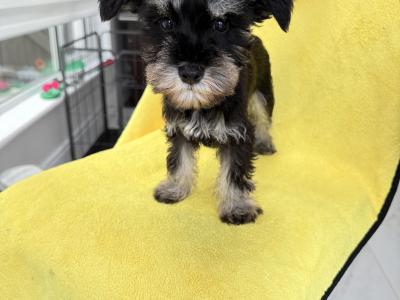 Beautiful IKC Registered miniature Schnauzer puppies in Greystones