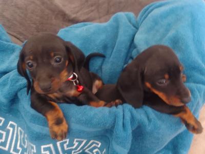 Adorable dashound Ikc male pup available in  lapis one male one femail