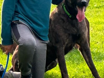 Top quality Belgian Malinois puppies in Laois