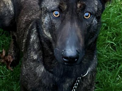 Top quality Belgian Malinois puppies in Laois