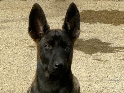 Top quality Belgian Malinois puppies