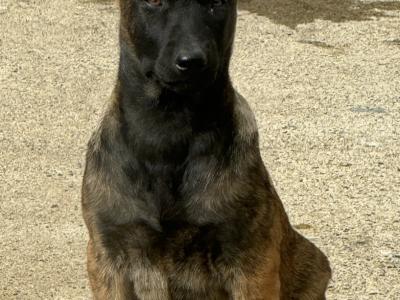 Top quality Belgian Malinois puppies