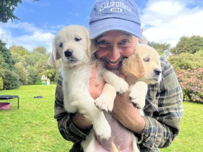Duke's Last Hurrah Golden Retriever puppies in Kerry