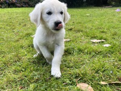 Duke's Last Hurrah Golden Retriever puppies in Kerry