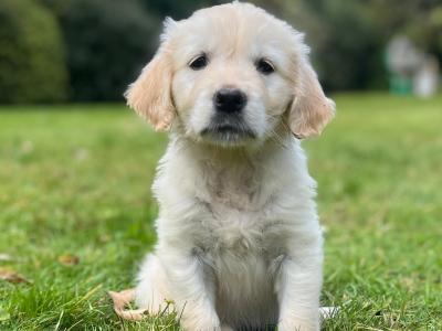 Duke's Last Hurrah Golden Retriever puppies in Kerry