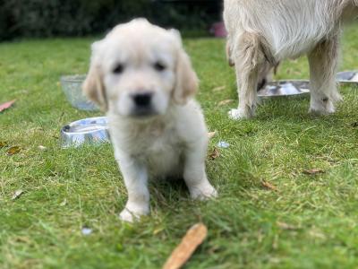 Duke's Last Hurrah Golden Retriever puppies in Kerry