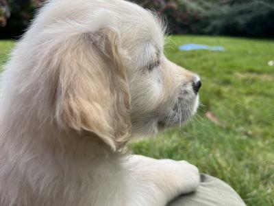 Duke's Last Hurrah Golden Retriever puppies in Kerry