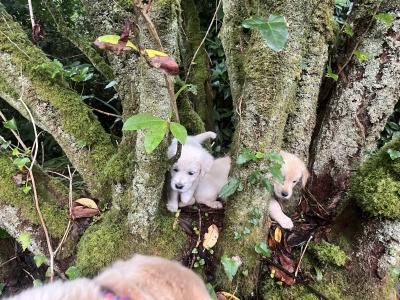 Duke's Last Hurrah Golden Retriever puppies in Kerry