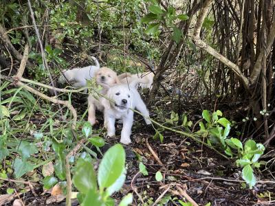 Duke's Last Hurrah Golden Retriever puppies in Kerry