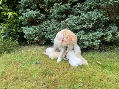Duke's Last Hurrah Golden Retriever puppies in Kerry
