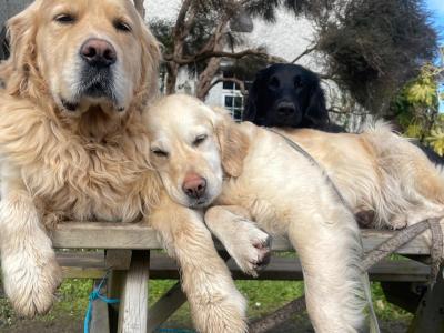Duke's Last Hurrah Golden Retriever puppies in Kerry