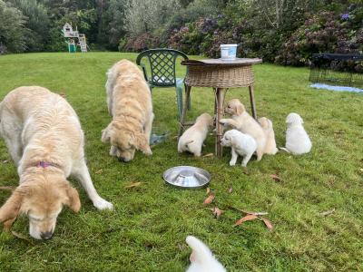 Duke's Last Hurrah Golden Retriever puppies in Kerry