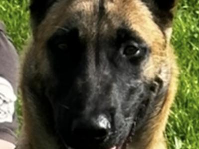 Top quality Belgian Malinois puppies in Laois
