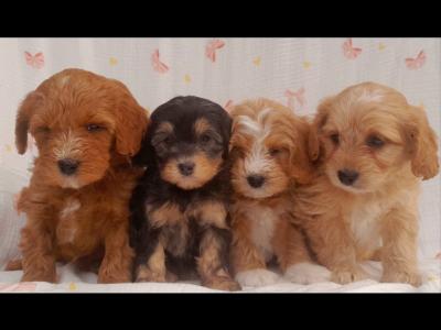 Veterinary health checked Cavachon puppies in Cavan