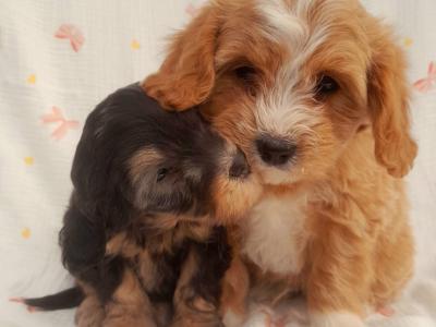 Veterinary health checked Cavachon puppies in Cavan