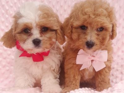 Veterinary health checked Cavachon puppies in Cavan