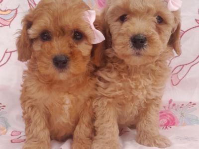 Veterinary health checked Cavachon puppies in Cavan