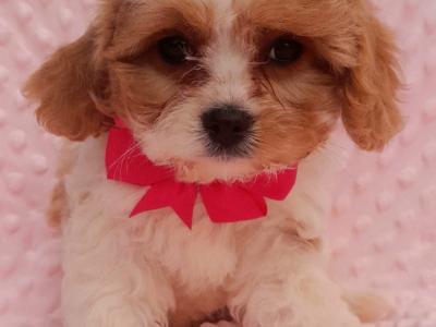 Veterinary health checked Cavachon puppies in Cavan