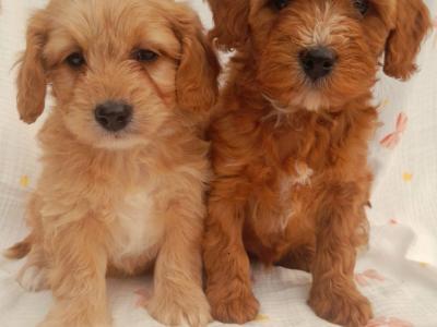 Veterinary health checked Cavachon puppies in Cavan