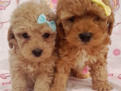 Veterinary health checked Cavachon puppies in Cavan