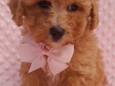Veterinary health checked Cavachon puppies in Cavan