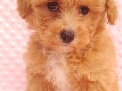 Veterinary health checked Cavachon puppies in Cavan