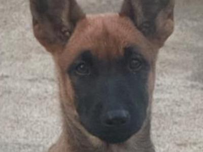 Top quality Belgian Malinois puppies