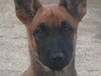 Top quality Belgian Malinois puppies in Laois