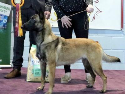 IKC registered(pending)  Belgian Shepherd Malinois puppies in Carlow