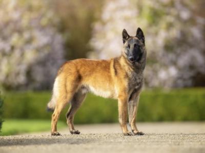 IKC registered(pending)  Belgian Shepherd Malinois puppies in Carlow