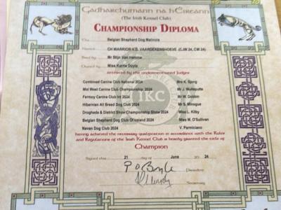 IKC registered(pending)  Belgian Shepherd Malinois puppies in Carlow