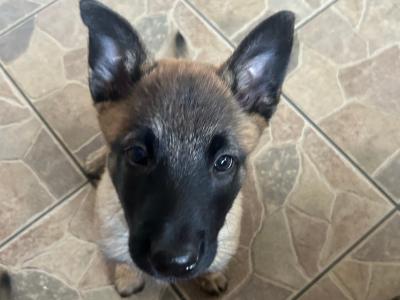 IKC registered(pending)  Belgian Shepherd Malinois puppies in Carlow