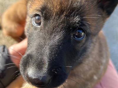 IKC registered(pending)  Belgian Shepherd Malinois puppies in Carlow