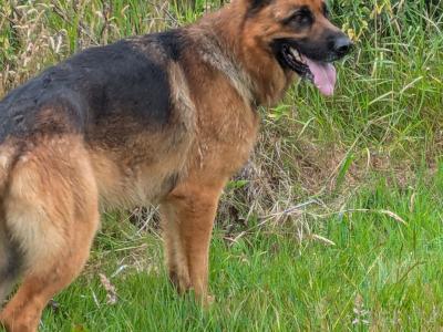 German Shepherd puppies for sale in Cork