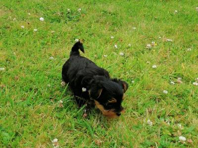 ***IKC Registered(pending) female miniature Yorkshire Terrier puppy for sale in Mayo***