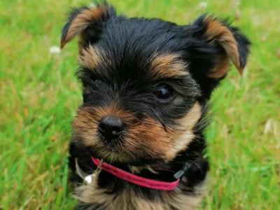 ***IKC Registered(pending) female miniature Yorkshire Terrier puppy for sale in Mayo***
