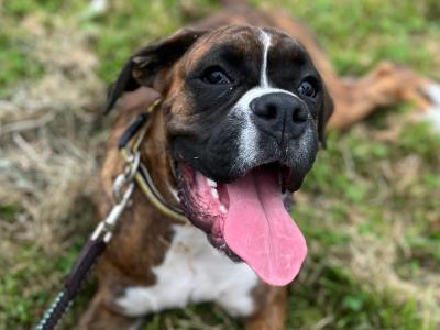 IKC Registered male Boxer puppy 9 months old in Limerick