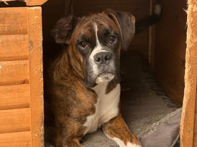 IKC Registered male Boxer puppy 9 months old in Limerick