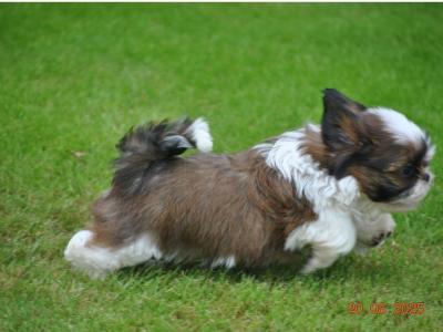 Shih Tzu puppies for sale in Cork