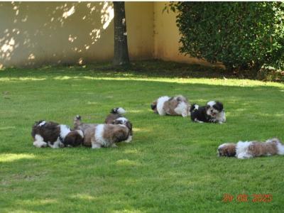 Shih Tzu puppies for sale in Cork