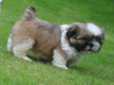 Shih Tzu puppies for sale in Cork