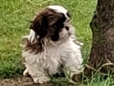 Shih Tzu puppies for sale in Cork