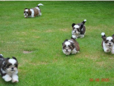Shih Tzu puppies for sale in Cork