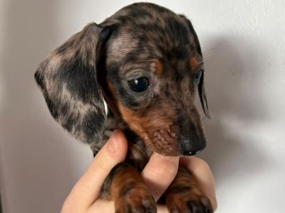 Dachshund puppies in Galway