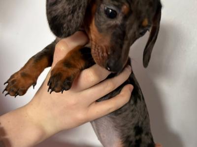 Dachshund puppies in Galway