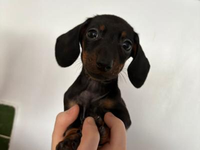 Dachshund puppies in Galway